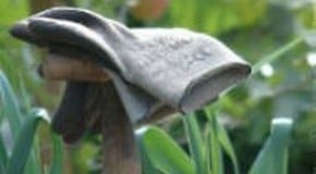 Fleece or Polythene for Crop Protection