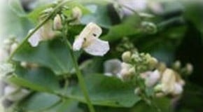 Foot Rot in Runner Beans