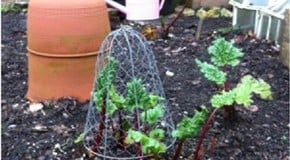 Forced rhubarb, an early season treat!