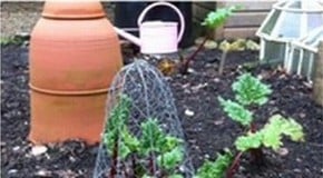 Forced rhubarb, an early season treat!