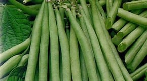 French Beans