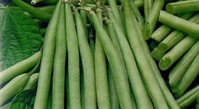 French Beans