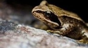 Frogs That Will Help Your Garden Grow & Thrive