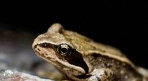 Frogs That Will Help Your Garden Grow & Thrive