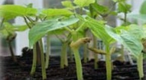 Frost Free Greenhouse!