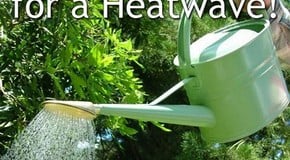 Gardening in a Heatwave!
