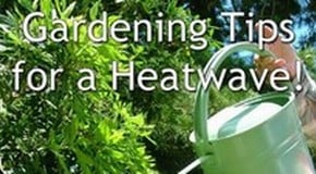 Gardening in a Heatwave!