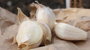 Garlic