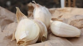Garlic
