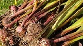Glad of gladioli advice!