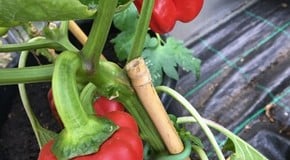 Great harvest from one of our team!