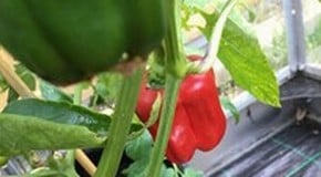 Great harvest from one of our team!