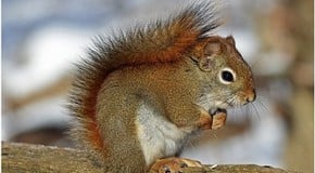 Green Gardens Guest Blog