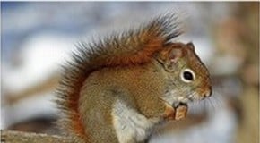 Green Gardens Guest Blog