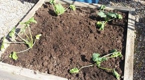 Greenhouse overheating and plants wilting!