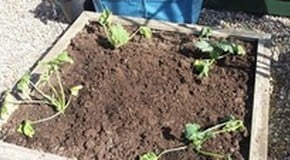 Greenhouse overheating and plants wilting!