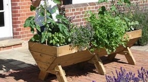 Growing vegetables on the Patio
