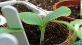 Growing Winter Vegetables