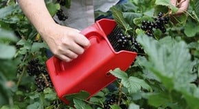 Harvesting & Storage