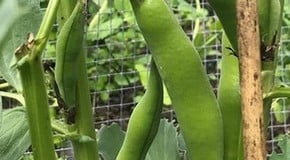 Harvesting in the Kitchen Garden