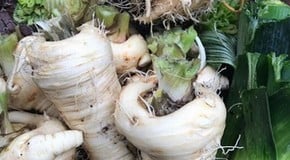 Harvesting Leeks, Celeriac, Parsnips and Leeks