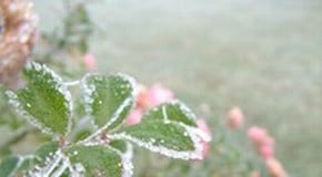 Heating a Greenhouse