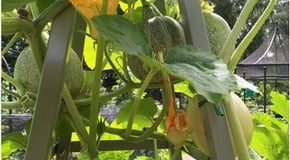 Heatwave hits the Kitchen Garden!