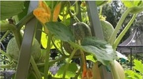 Heatwave hits the Kitchen Garden!