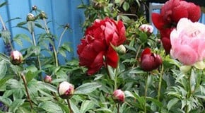 How to grow peonies
