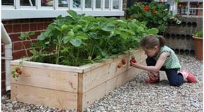 How to Grow Your Own Strawberries for Wimbledon