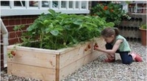 How to Grow Your Own Strawberries for Wimbledon