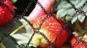 How to Protect Your Plants with Garden Netting