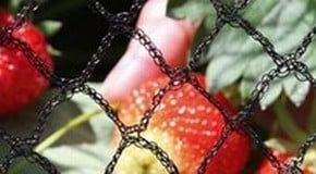 How to Protect Your Plants with Garden Netting