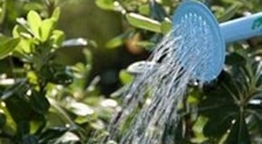 How to water your garden effectively & reduce water waste