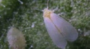 Infestation of Whitefly