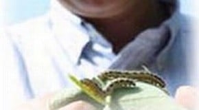 Invaded by Caterpillars?