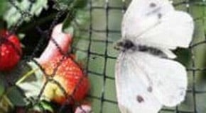 Is butterfly netting the answer...?