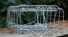 Is it a rat or a squirrel?