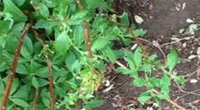 Is this vine weevil on my new deciduous azalea