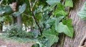 Ivy in Trees