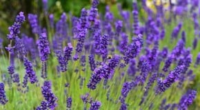 Keeping Bugs and Pests at Bay with Lavender and Rosemary Posies from Your Garden
