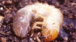 Lawn eating Chafer Grubs