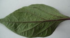 Leaf Problems on Chilli Peppers