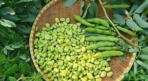 Let's Talk About Broad Beans