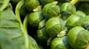 Let's talk about Brussels sprouts