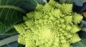 Let's talk about cauliflowers