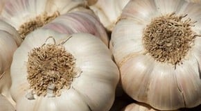 Let's talk about Garlic