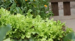 Let's talk about lettuce