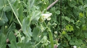 Let's talk about peas