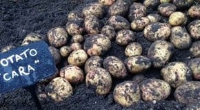 Let's talk about potatoes